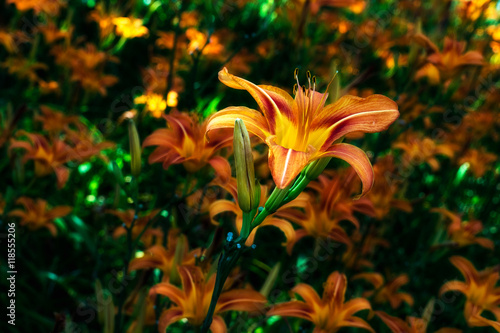 Closeup of a daylily in a field