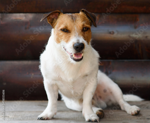 Dog having rest at shadow of wooden porch at hot summer day