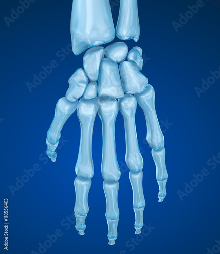 Human wrist anatomy. Medically accurate 3D illustration
