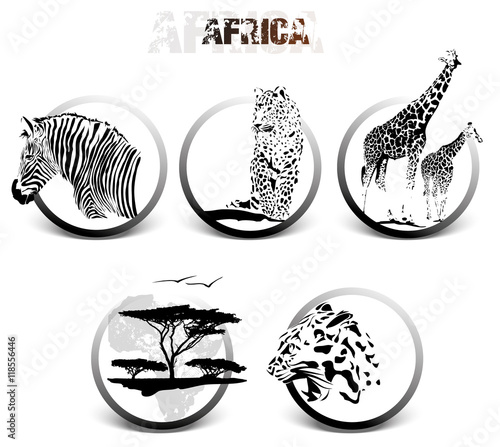 africa animals