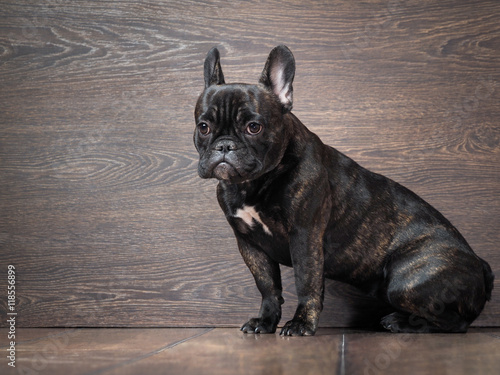 The poor, guilty puppy sitting on the floor near the wall. Dog black French bulldog © kozorog