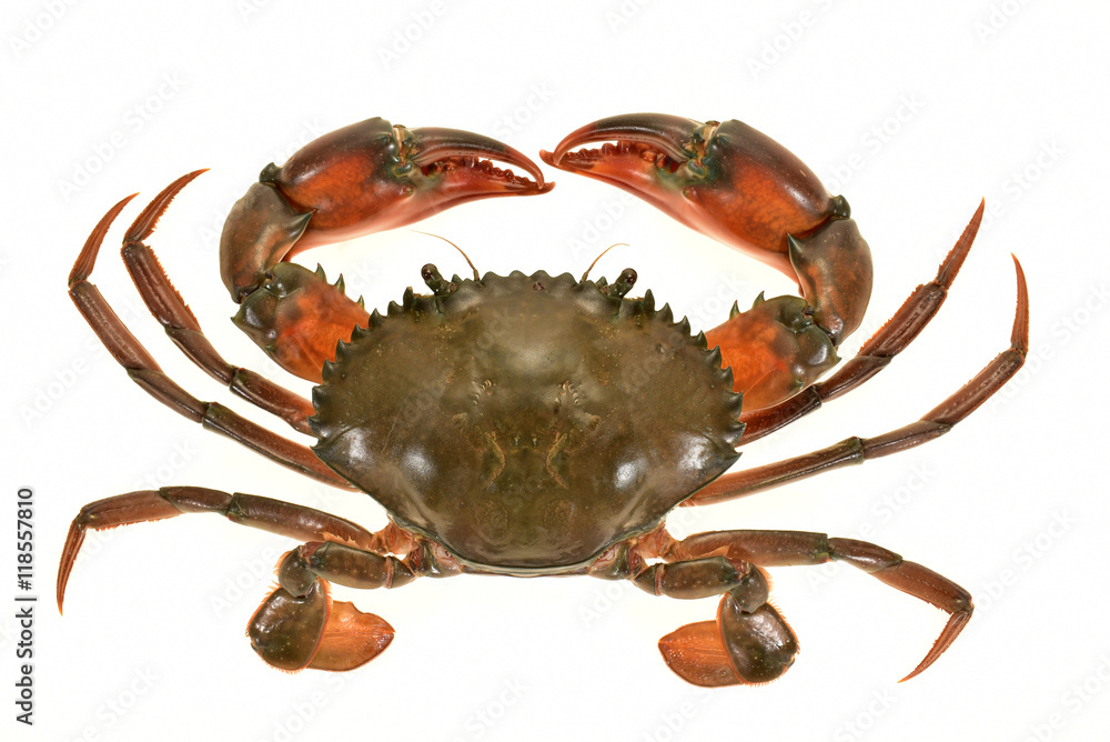 Obraz Closeup Of A Crab Isolated On White Background