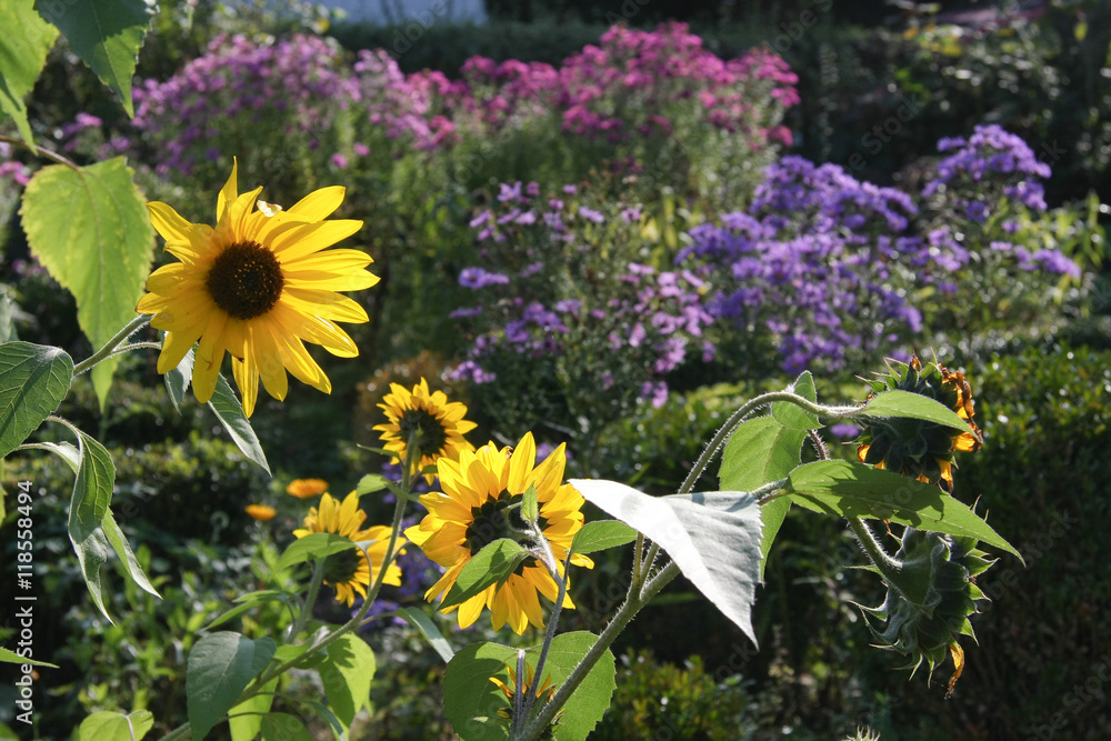 Fototapeta premium Sonnenblumen im Herbstgarten