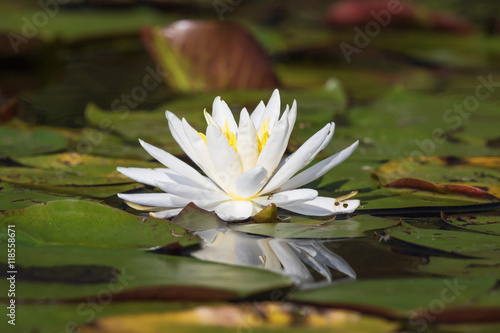 American White Water Lily on an Ontario Lake