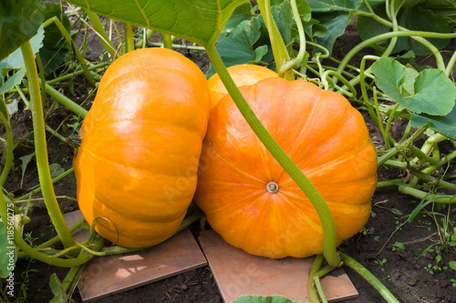 Ripening pumpkin lying in the garden on the tiles that protect against rot 