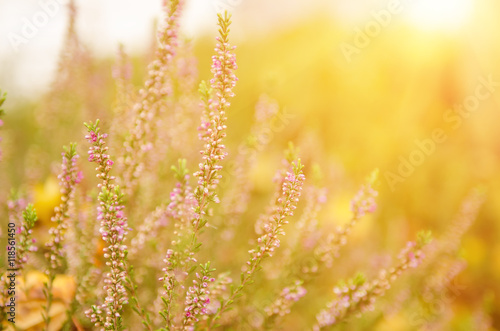 Blooming of beautiful heather flowers, natural seasonal vintage hipster floral background