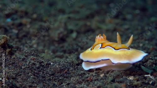 Goniobranchus coi nudibranch roaring