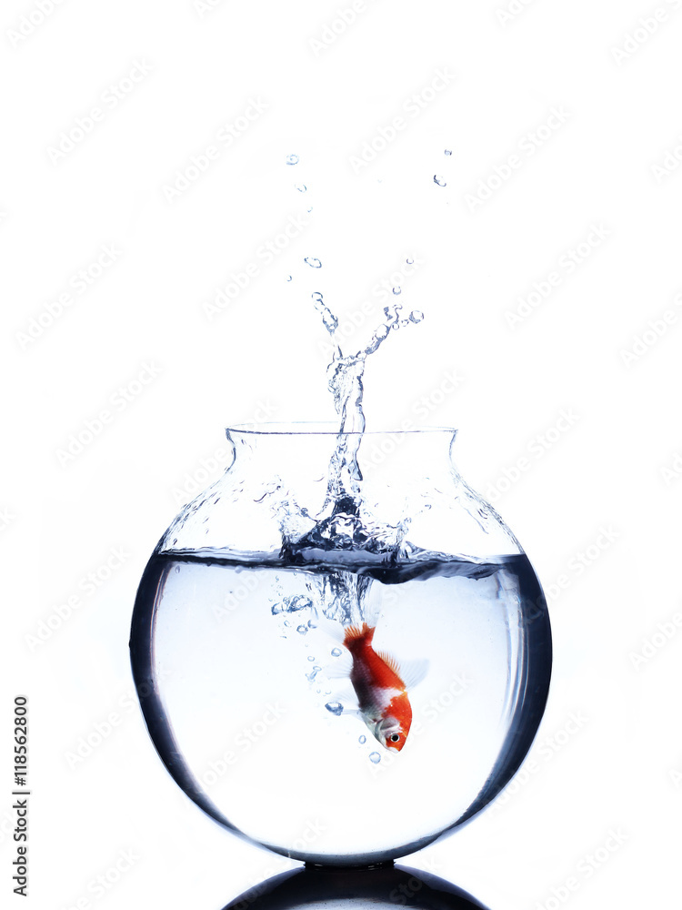 goldfish jumping into a bowl isolated on white background goldfish jumping into a bowl isolated on white background