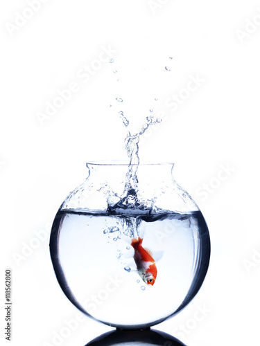 goldfish jumping into a bowl isolated on white background