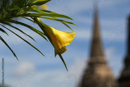 Yellow flower on a background of a Buddhist stupa

