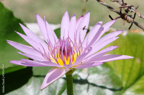 Pink lotus, flies and barbed wire
