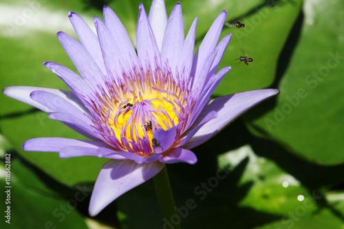 Small insects flying in the blue lotus
