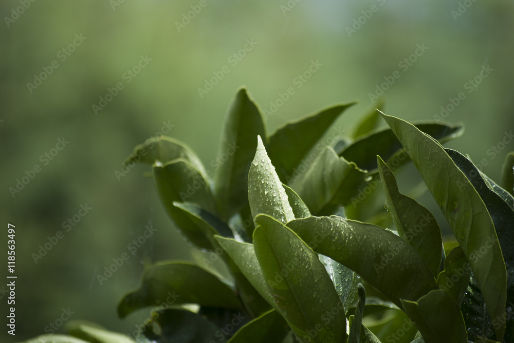 Obraz premium Wet leaves