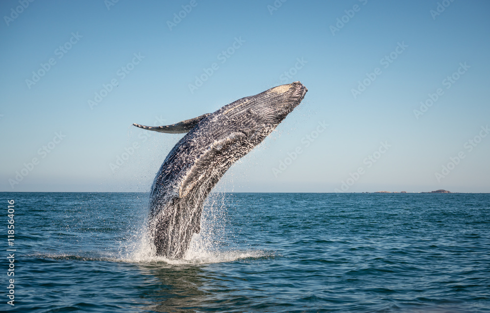 Naklejka premium Wesołego łamania się wieloryba