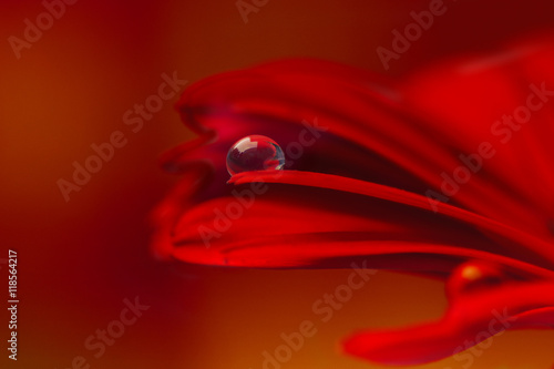macro close up of dew drop on red chrysanthemum flower