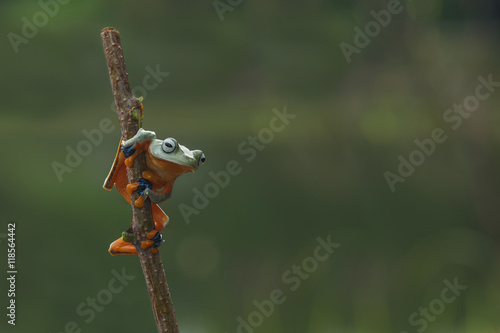 macro closeup of green forest tree frog hanging on a branch