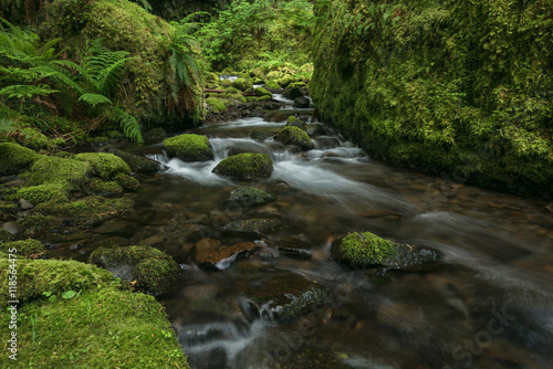 Happy mossy stream