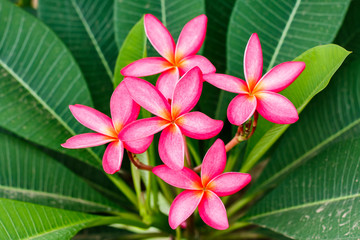 Keuken achterwand Frangipani Felroze plumeria bloesem aan boom  © yuthana Choradet