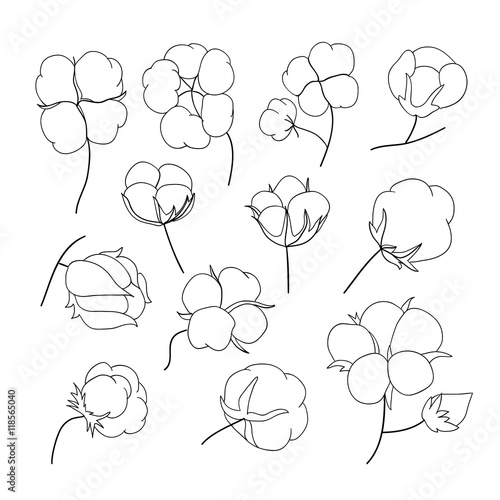 Vector set of hand draw outline cotton plant.