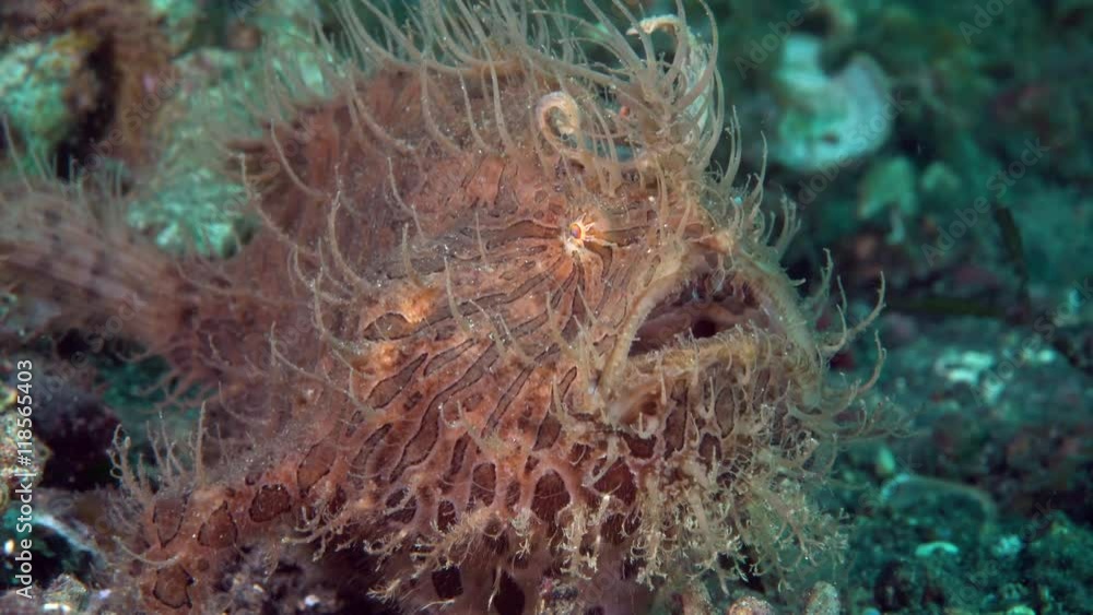 Hairy Frogfish (Antennarius striatus) Hairy Frogfish (Antennarius striatus)