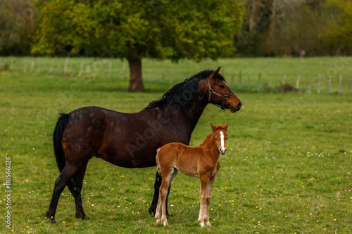 Mare and Foal, France