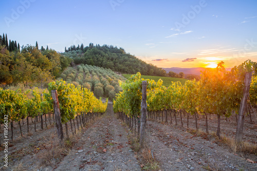 Last rays of sun over vineyards and olive trees in the Chianti region, Tuscany, Italy.