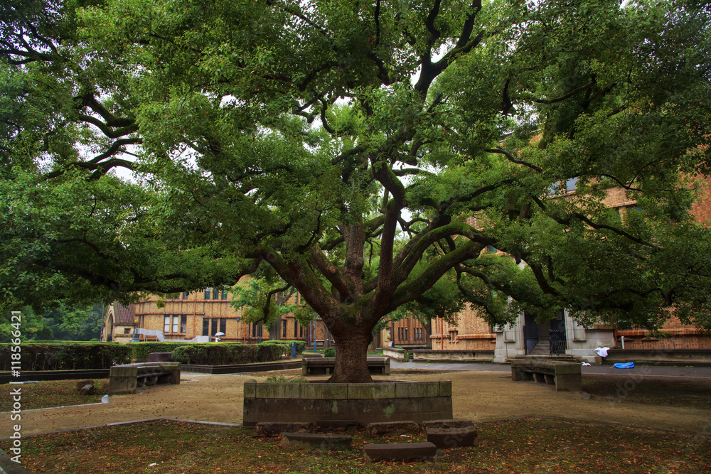 Obraz premium old tree with green spring leave