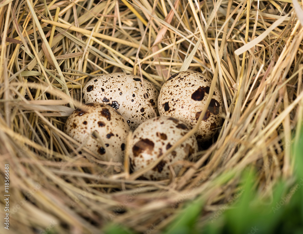 Spotty quails eggs Spotty quails eggs
