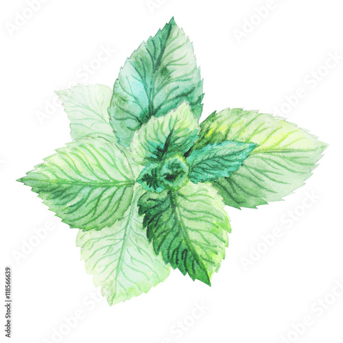 mint leaves on a branch, spice, freshness, draw by hand, watercolor