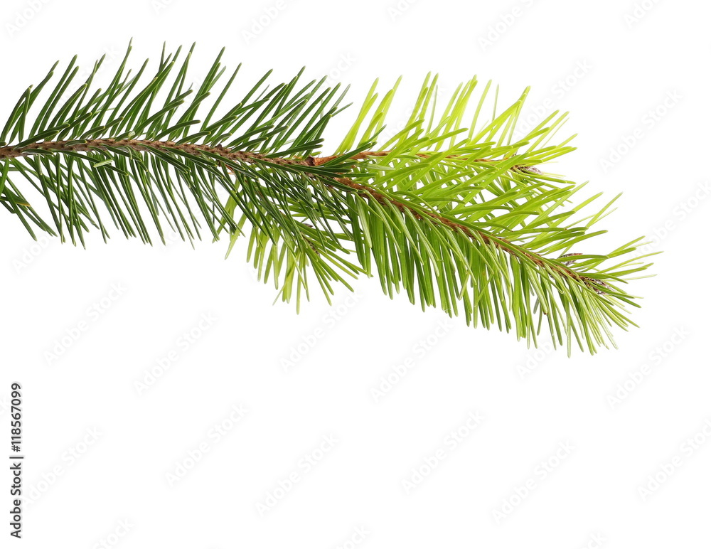Fir tree branch isolated on white Fir tree branch isolated on white