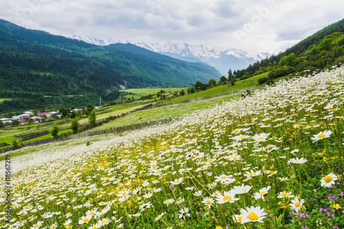 Field full of chamomile flowers, summer in the Caucasus Mountains. Picturesque view of a grassland in Mestia, Svaneti region of Georgia.