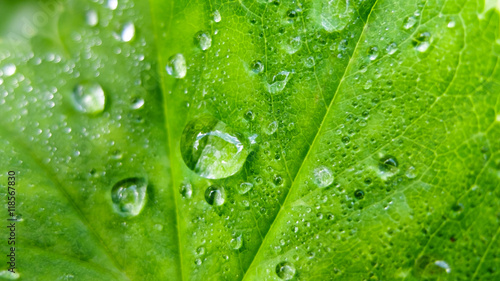 Background drops on leaf macro. Nature forest morning. Grass with water drops. Beautiful nature in detail. 