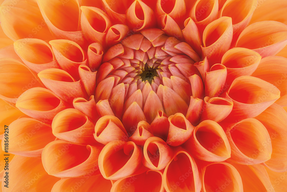 Orange flower petals, close up and macro of chrysanthemum, beautiful abstract background Orange flower petals, close up and macro of chrysanthemum, beautiful abstract background