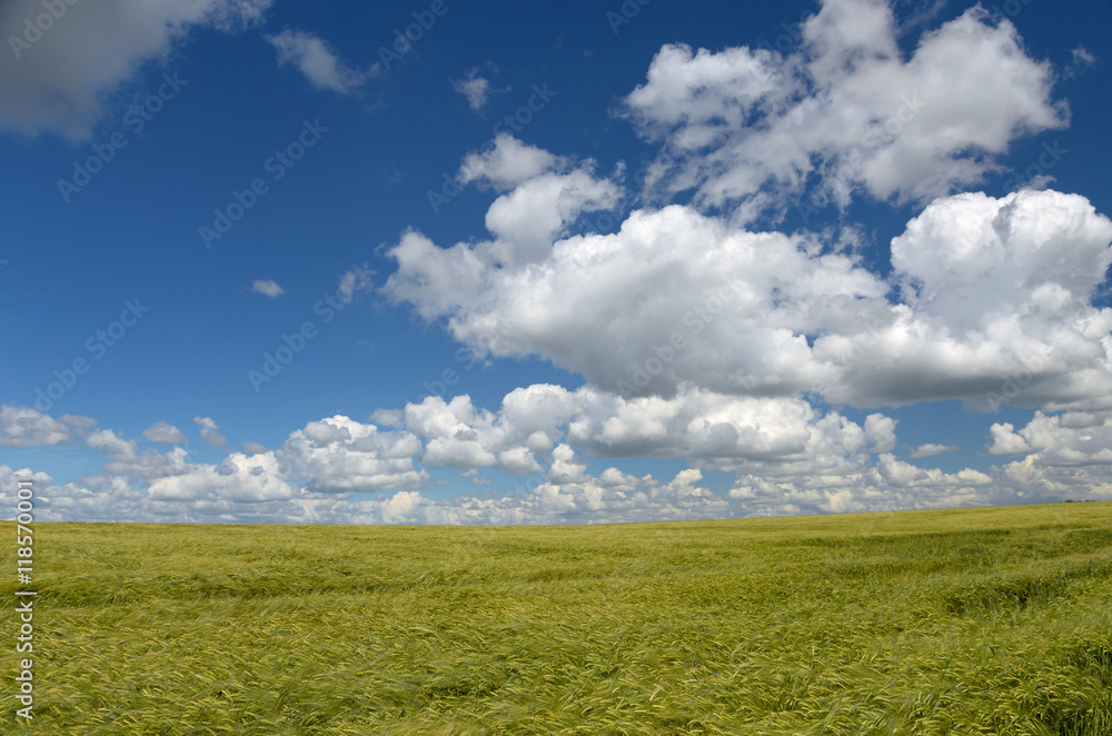 Blue sky with white clouds over the green rye field Blue sky with white clouds over the green rye field