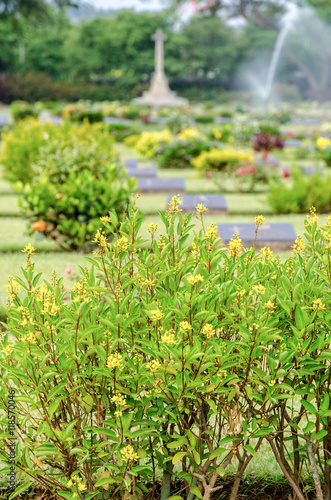 Flower on tree at Chungkai War Cemetery this is historical monuments where to respect prisoners of the World War 2 who rest in peace here, Kanchanaburi Province, Thailand photo