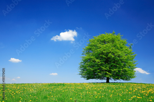 Dekoracja na wymiar  linden-tree-on-meadow-full-of-dandelion-flowers-in-spring-landscape-under-blue-sky-with-clouds