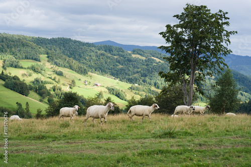 Fototapeta Naklejka Na Ścianę i Meble -  Owce na górskiej polanie, Gorce, Ochotnica Górna