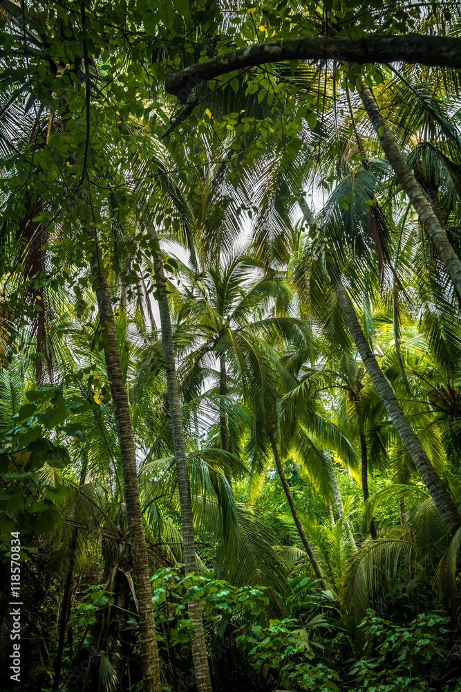 Obraz premium Palm Tree Forest - Tayrona Natural National Park, Colombia
