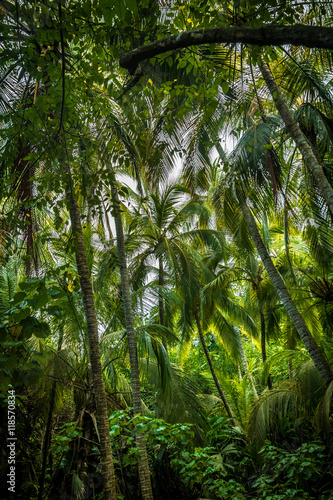 Palm Tree Forest - Tayrona Natural National Park, Colombia