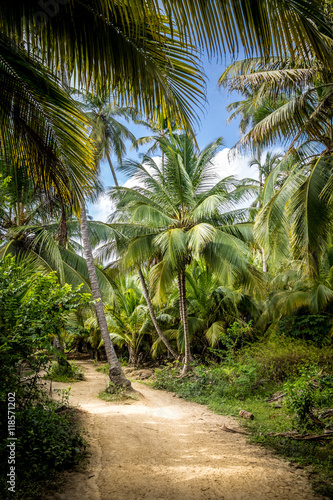 Fototapeta Naklejka Na Ścianę i Meble -  Path on a Palm Tree Forest - Tayrona Natural National Park, Colombia