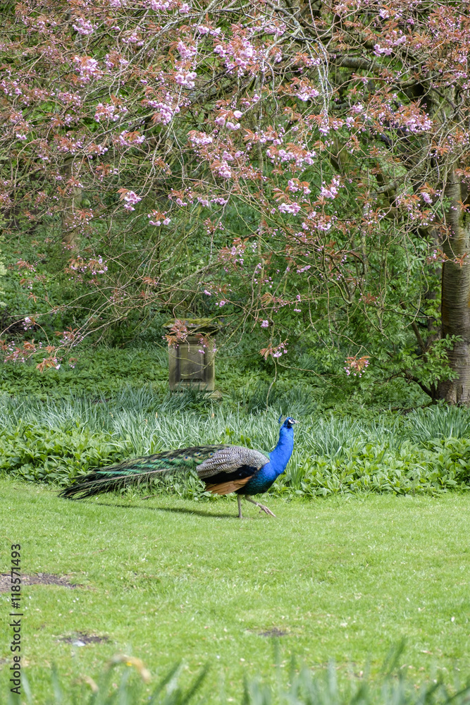 Fototapeta premium Peacock and spring blossom