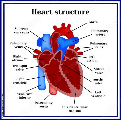 Heart structure. The organ of the circulatory system.