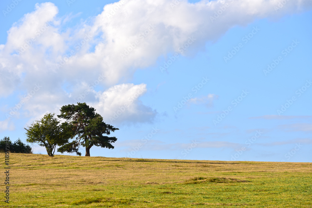 Tree on the meadow in the mountains Tree on the meadow in the mountains