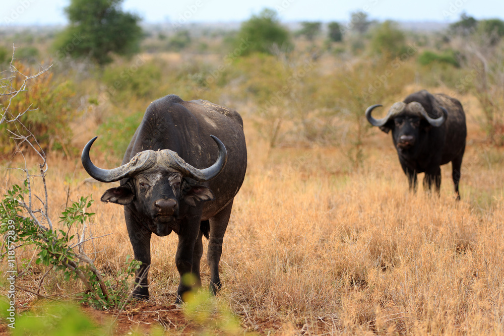 Afrikanischer Büffel
