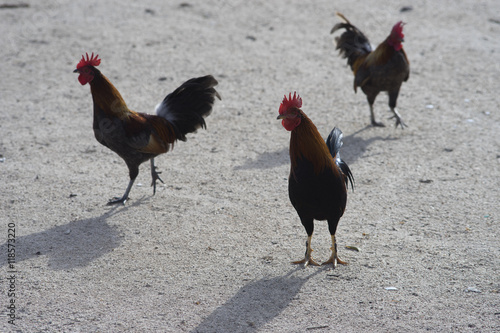 thai cock or thai red rooster photo