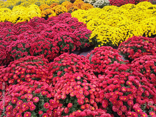 Vibrant red and yellow chrysanthemums