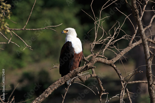 African fish eagle