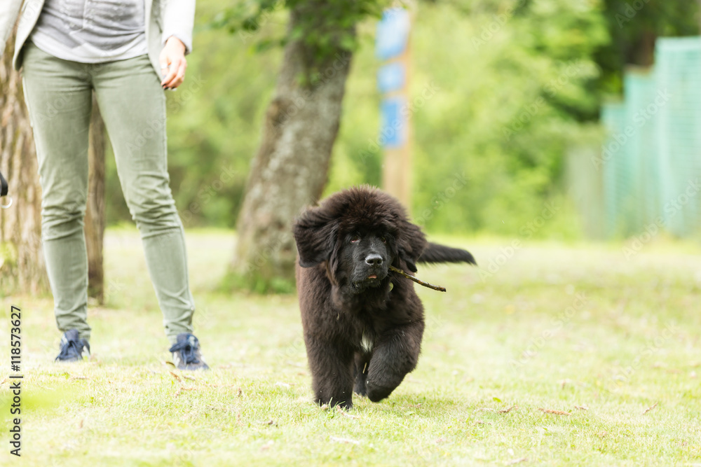 Fototapeta premium Woman with dog breed Newfoundland on a walk in the park. Young