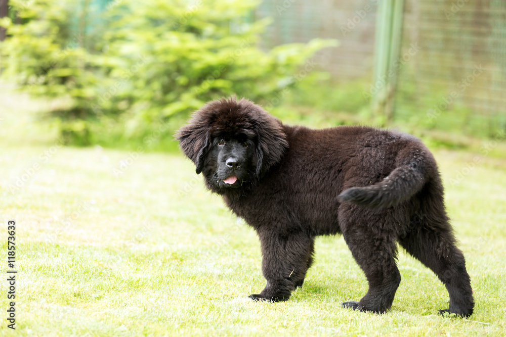 Beautiful Newfoundland puppy on the grass in the garden, shallow