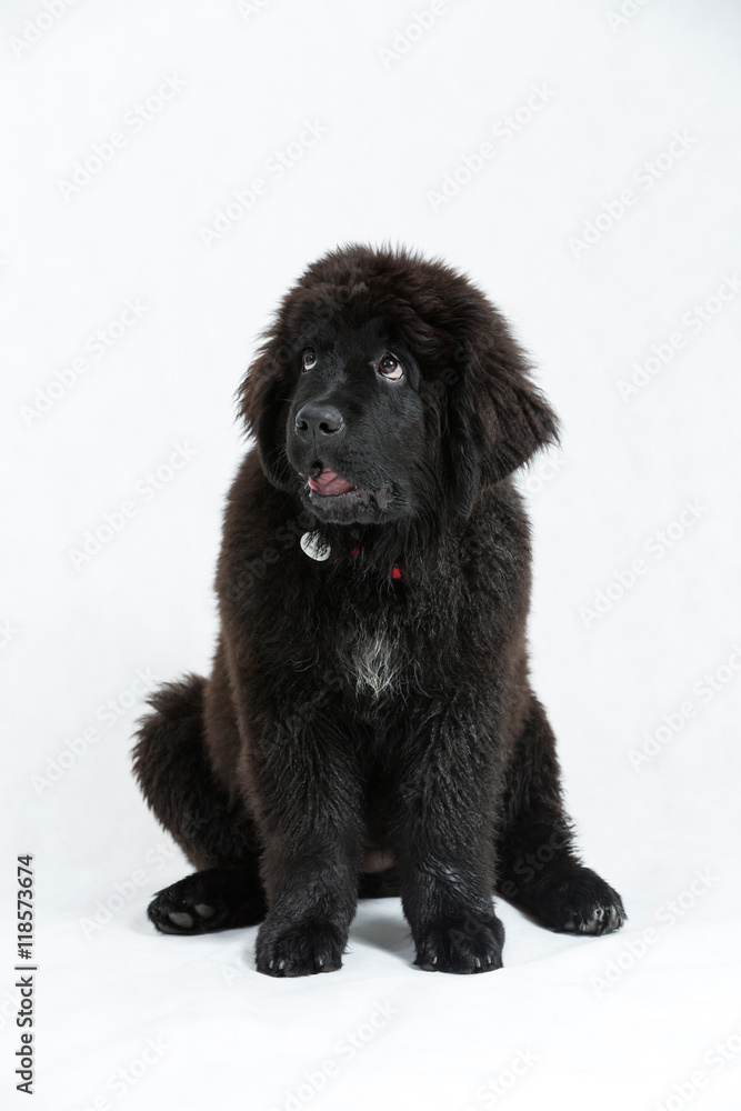 Fototapeta premium Newfoundland puppy on a white background